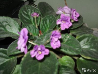 Лот: 6057807. Фото: 1. Продам фиалочку, что на фото. Горшечные растения и комнатные цветы