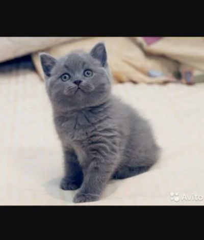 Лот: 7924210. Фото: 1. Британская девочка. Кошки, котята