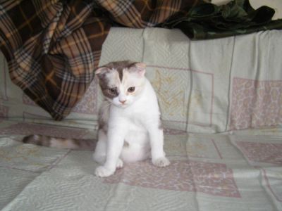 Лот: 4257149. Фото: 1. Шотландская вислоухая кошечка... Кошки, котята