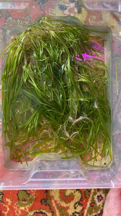 Лот: 20775920. Фото: 1. Водоросли. Аквариумная химия, лекарства для рыб