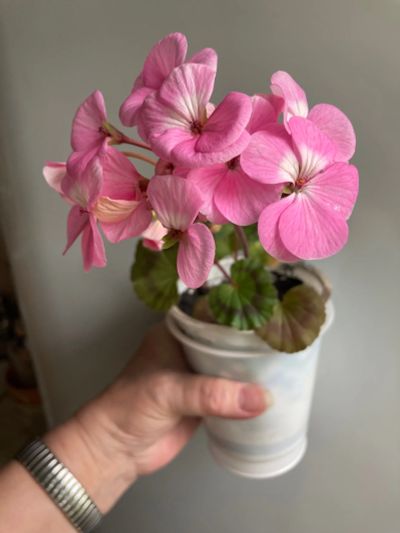 Лот: 25410981. Фото: 1. Пеларгония зональная мини, цветет. Горшечные растения и комнатные цветы