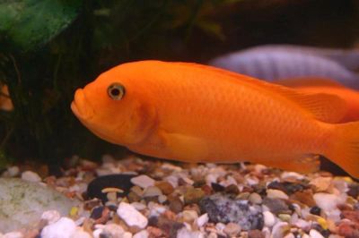 Лот: 6328332. Фото: 1. Псевдотрофеус зебра красная (Pseudotropheus... Рыбки
