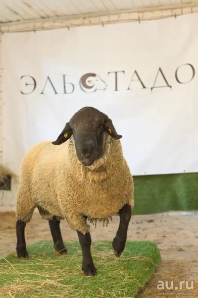 Лот: 18146996. Фото: 1. Суффолк Британской селекции... Остальные животные