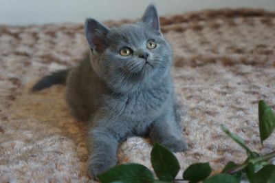 Лот: 5006056. Фото: 1. Британский короткошерстный котик. Кошки, котята