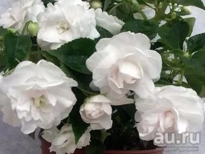 Лот: 10037685. Фото: 1. Бальзамин махровый White gardenia. Горшечные растения и комнатные цветы