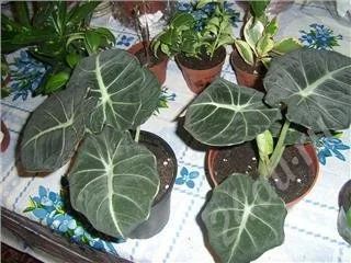 Лот: 540801. Фото: 1. алоказия. Горшечные растения и комнатные цветы