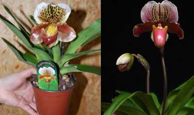 Лот: 8290445. Фото: 1. Орхидея Пафиопедилум (Башмачок... Горшечные растения и комнатные цветы