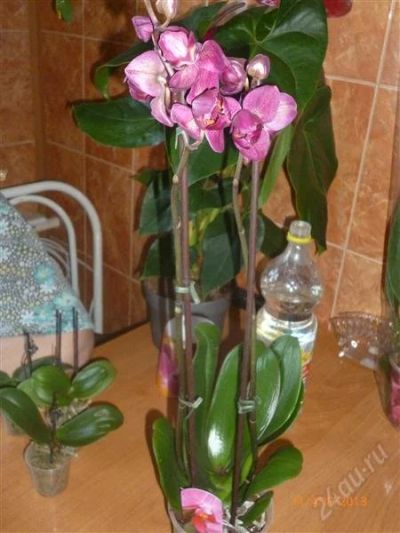 Лот: 2696745. Фото: 1. Орхидея фаленопсис 2. Горшечные растения и комнатные цветы