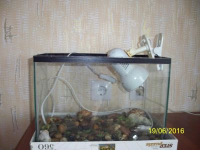 Лот: 7724726. Фото: 1. аквариум стеклянный 24*40*20. Аквариумы, террариумы