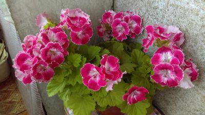 Лот: 13650533. Фото: 1. Пеларгония королевская Rose Pope. Горшечные растения и комнатные цветы