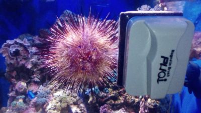 Лот: 9888188. Фото: 1. Astropyga radiata Радужный еж... Моллюски, ракообразные, кораллы