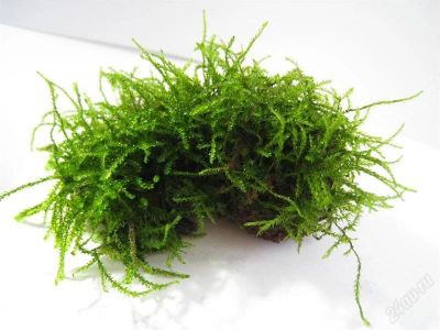 Лот: 1492353. Фото: 1. МОХ -moss sp. "Tiangaro Roraima... Водные растения