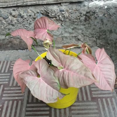 Лот: 6702086. Фото: 1. Сингониум неон. Горшечные растения и комнатные цветы