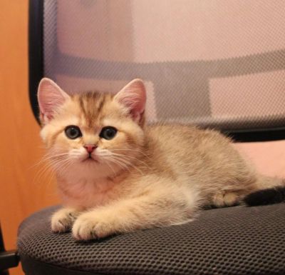 Лот: 4891396. Фото: 1. Британский котенок золотого окраса... Кошки, котята