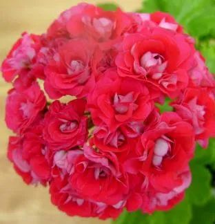 Лот: 15185536. Фото: 1. пеларгония Rosebud Supreme. Горшечные растения и комнатные цветы