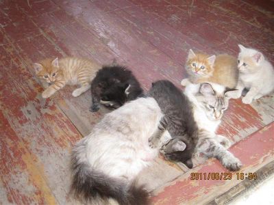 Лот: 998025. Фото: 1. симпатичные котятки. Остальные животные