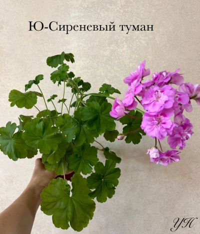 Лот: 23511385. Фото: 1. Пеларгония Ю-Сиреневый туман. Горшечные растения и комнатные цветы