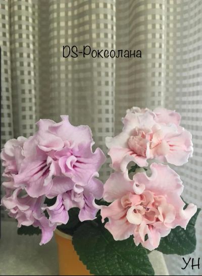 Лот: 19397863. Фото: 1. Стрептокарпус DS-Роксолана (стартер... Горшечные растения и комнатные цветы