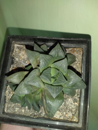 Лот: 19314101. Фото: 1. сортовая Хавортия Haworthia mutica. Горшечные растения и комнатные цветы