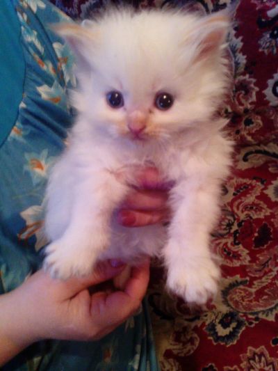 Лот: 6449507. Фото: 1. котята Балинезийские персидские. Кошки, котята