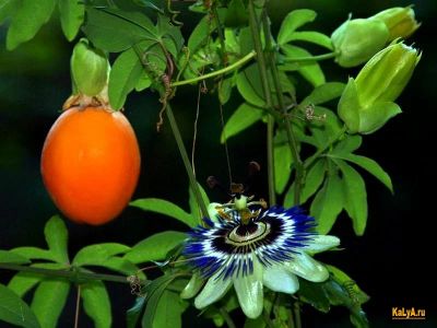 Лот: 8540716. Фото: 1. Passiflora Edulis или Маракуйя... Декоративные кустарники и деревья