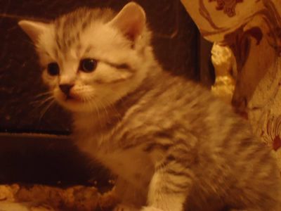 Лот: 3696944. Фото: 1. Красивые котятки. Кошки, котята