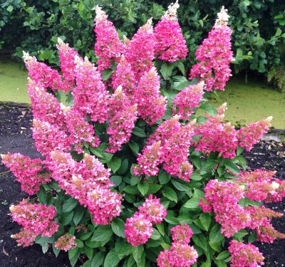 Лот: 17330455. Фото: 1. Гортензия Пинки Винки. Садовые цветы