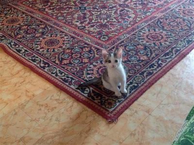 Лот: 2605463. Фото: 1. Котенок (девочка) нам 1,5 месяца... Кошки, котята