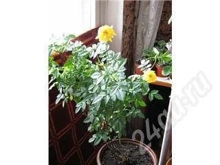 Лот: 395899. Фото: 1. Роза - желтая карликовая(продам... Горшечные растения и комнатные цветы