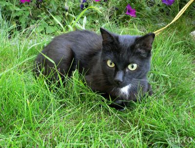 Лот: 8320813. Фото: 1. Милая кошечка ищет нового хозяина... Кошки, котята