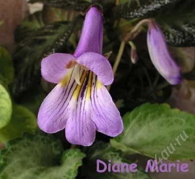 Лот: 931603. Фото: 1. Хирита Diane Marie лист. Горшечные растения и комнатные цветы
