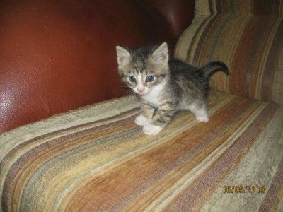 Лот: 2812669. Фото: 1. котята 1,5 мес. Кошки, котята