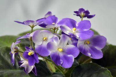 Лот: 4094378. Фото: 1. Лист сортовой фиалки Valeska Blau... Горшечные растения и комнатные цветы