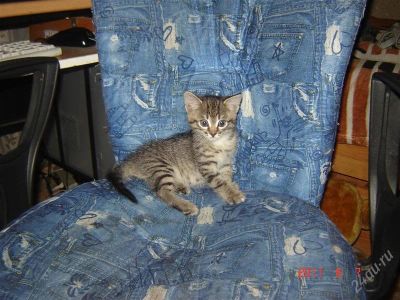 Лот: 1010244. Фото: 1. Котенок. Остальные животные