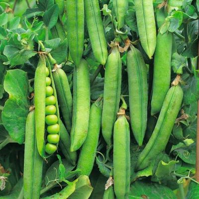 Лот: 14228921. Фото: 1. Горох в наличии 4 кг. Другое (продукты)