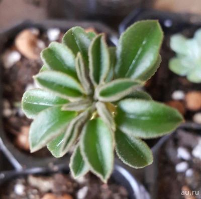 Лот: 9624331. Фото: 1. Пеперомия суккулент (peperomia... Горшечные растения и комнатные цветы