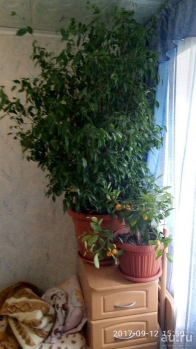 Лот: 10305992. Фото: 1. продам фикус. Горшечные растения и комнатные цветы