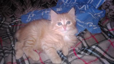 Лот: 5041474. Фото: 1. Продам котенка. Кошки, котята