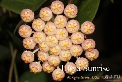 Лот: 13558870. Фото: 1. Хойя Hoya sunrise. Горшечные растения и комнатные цветы