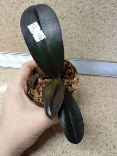 Лот: 13300387. Фото: 1. Phal. Salu's Fragrancy *aroma... Горшечные растения и комнатные цветы