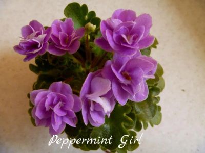 Лот: 5210335. Фото: 1. Минифиалка сортовая Peppermint... Горшечные растения и комнатные цветы