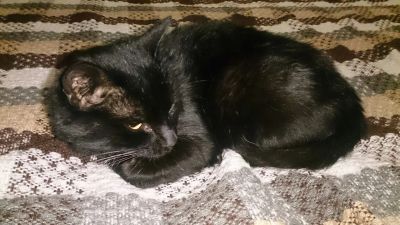Лот: 6232458. Фото: 1. отдам кота. Кошки, котята