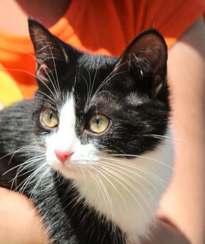 Лот: 9882561. Фото: 1. Красивый котенок в поисках хозяев... Кошки, котята