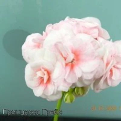 Лот: 18177106. Фото: 1. Зональная пеларгония ЮГ-Принцесса... Горшечные растения и комнатные цветы