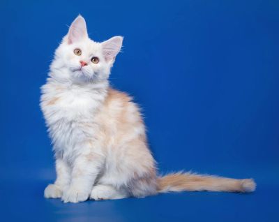 Лот: 5016038. Фото: 1. Кот породы мейн-кун красный мраморрный... Кошки, котята