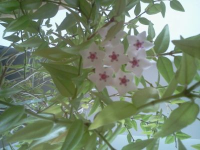 Лот: 5797856. Фото: 1. Хойя. Продаю растение с фото. Горшечные растения и комнатные цветы