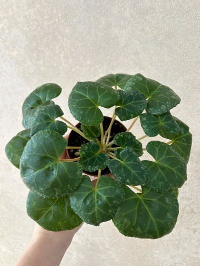 Лот: 24982292. Фото: 1. Цикламен Indiaca Rose (стартер... Горшечные растения и комнатные цветы