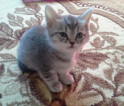 Лот: 5405081. Фото: 1. британочка. Кошки, котята