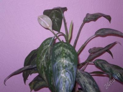 Лот: 668073. Фото: 1. Аглаонема. Горшечные растения и комнатные цветы