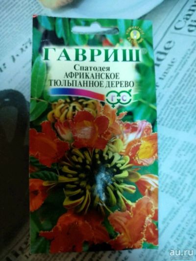 Лот: 13853980. Фото: 1. Сратодея Африканское тюльпанное... Горшечные растения и комнатные цветы